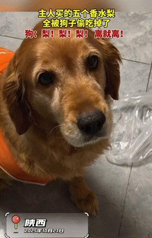 笑不活了！陕西，女子买了几个香水梨回到家就放桌子上后，就去洗澡了。结果洗完发现连