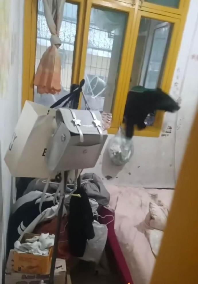 “最担心的事情还是发生了！”四川雅安，一只亚成体小黑熊顺着居民楼外墙窗户爬进了一户人家，视频在网络疯