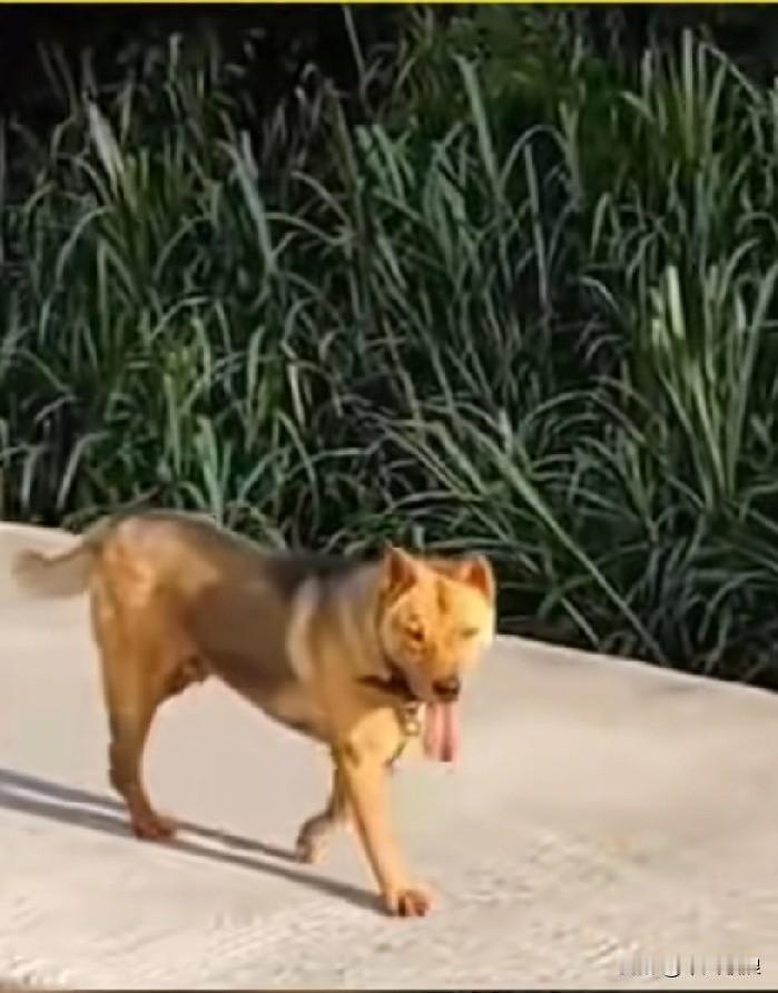 女主人驾车回了娘家，狗狗悄悄在后面尾随，主人对此毫无察觉。直到第二天清晨，主人才