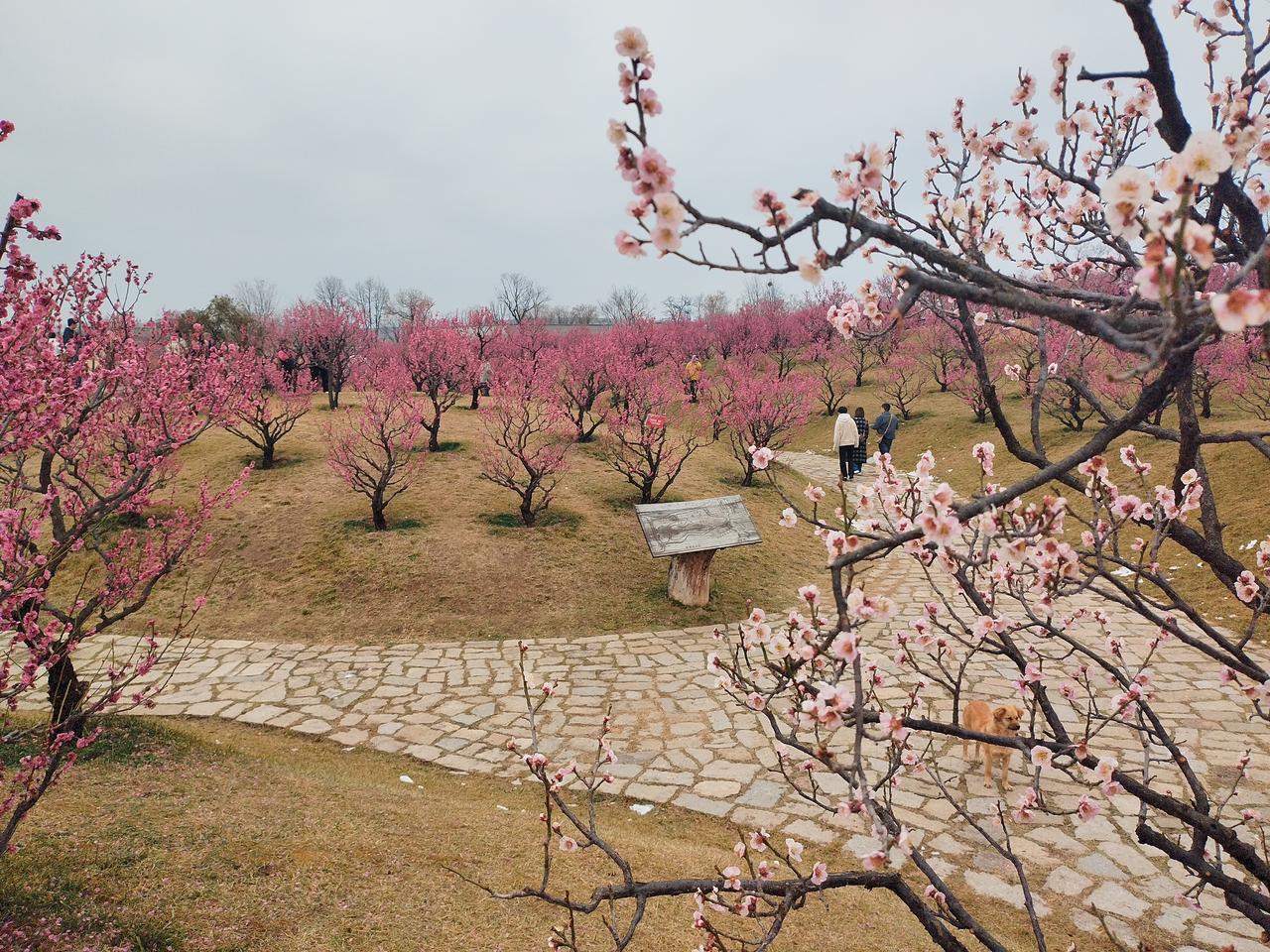 一场大雪过后，直奔唐村梅园，我以为那边靠着秦岭，气温低，雪肯定不会化，一定能拍到