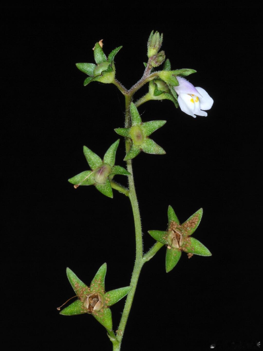 奇妙生物圈植物科普带你认识『通泉草』花期：早春科属：通泉草科/通泉草属通泉草总
