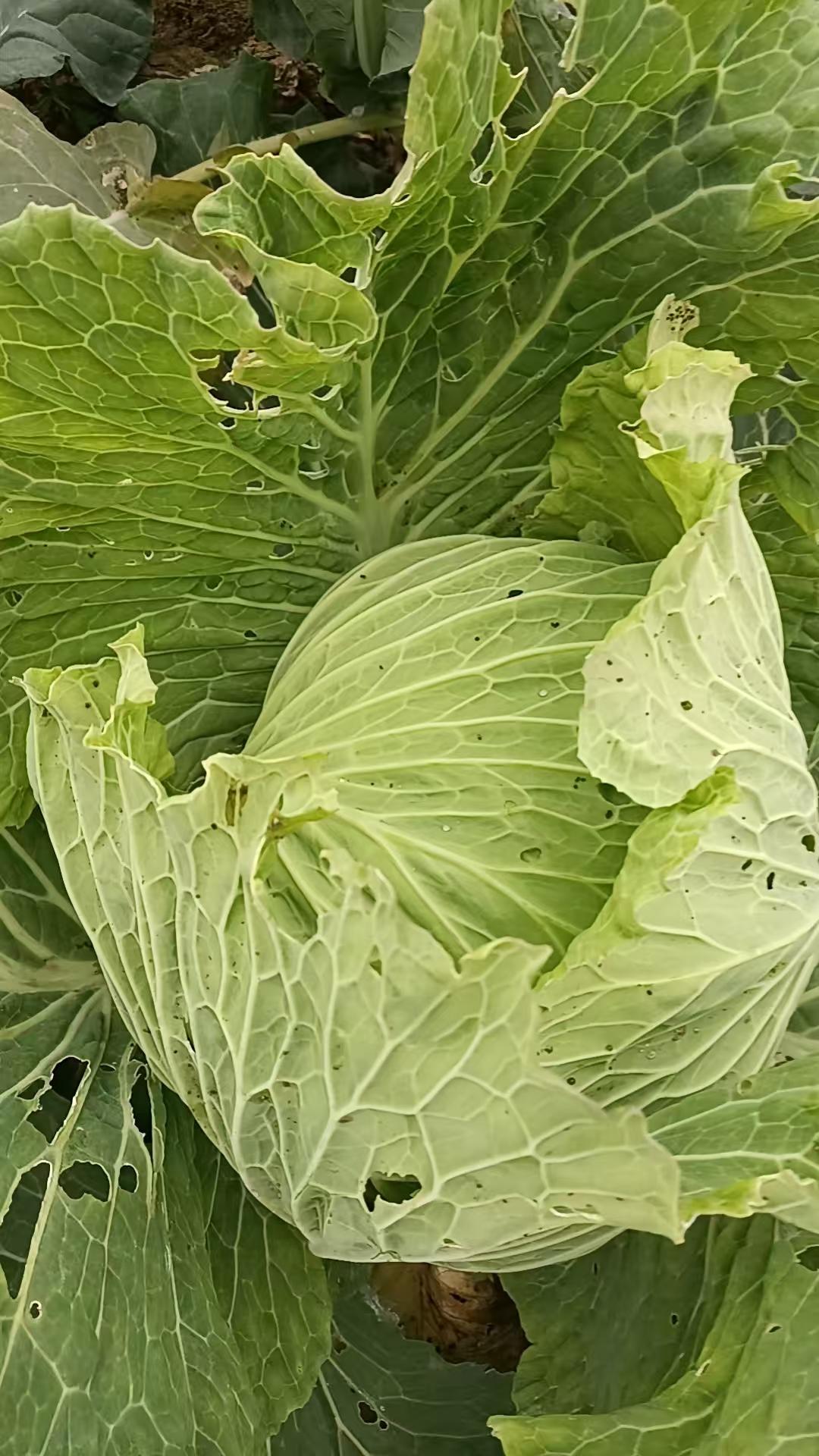 2026最想实现的一件事绝对的绿色无农药的蔬菜！