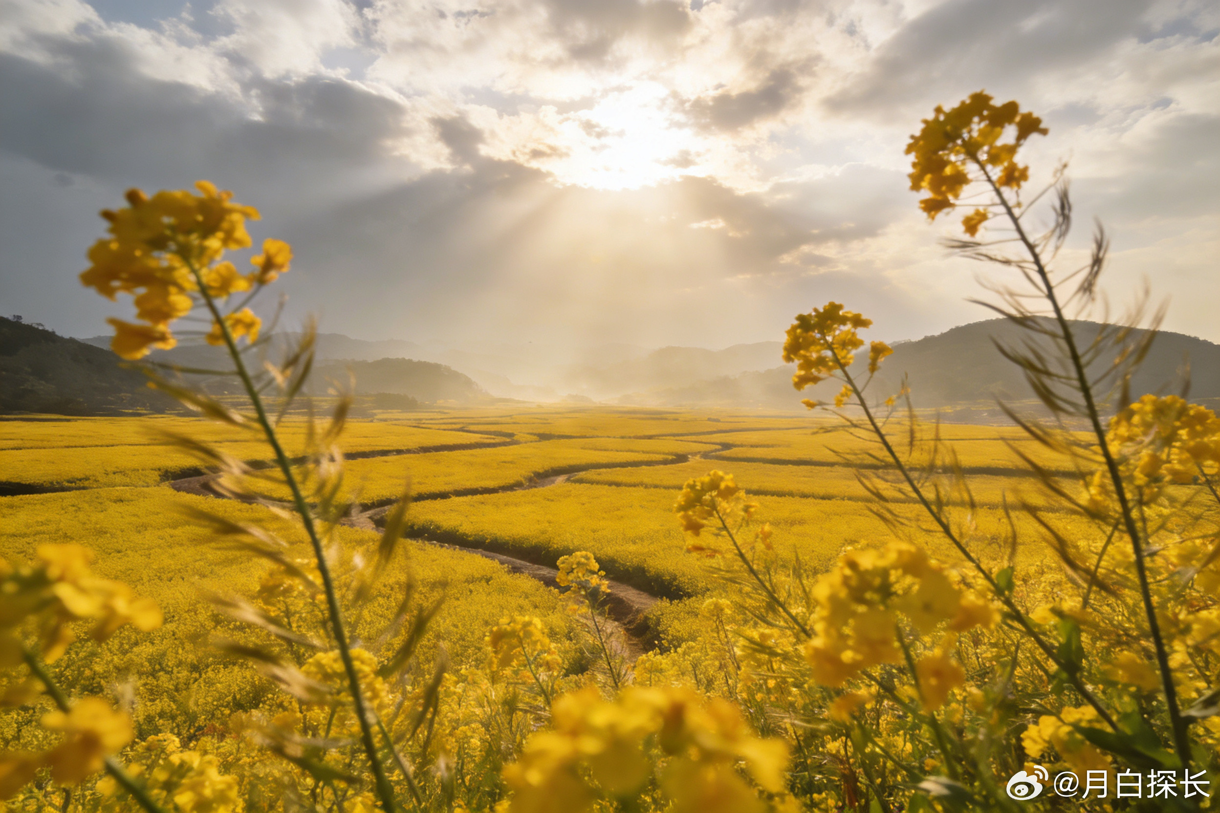 浙江春日油菜花已进入盛花期，金黄花田遍布山水间，以下是超适合摄影的宝藏点位，出片