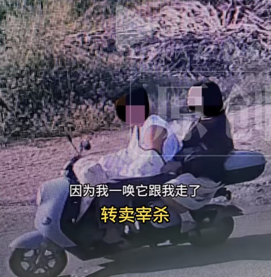 一只纯种陨石边牧经过警方核价2300，偷狗贼卖180，9年的陪伴就就被这样评判了