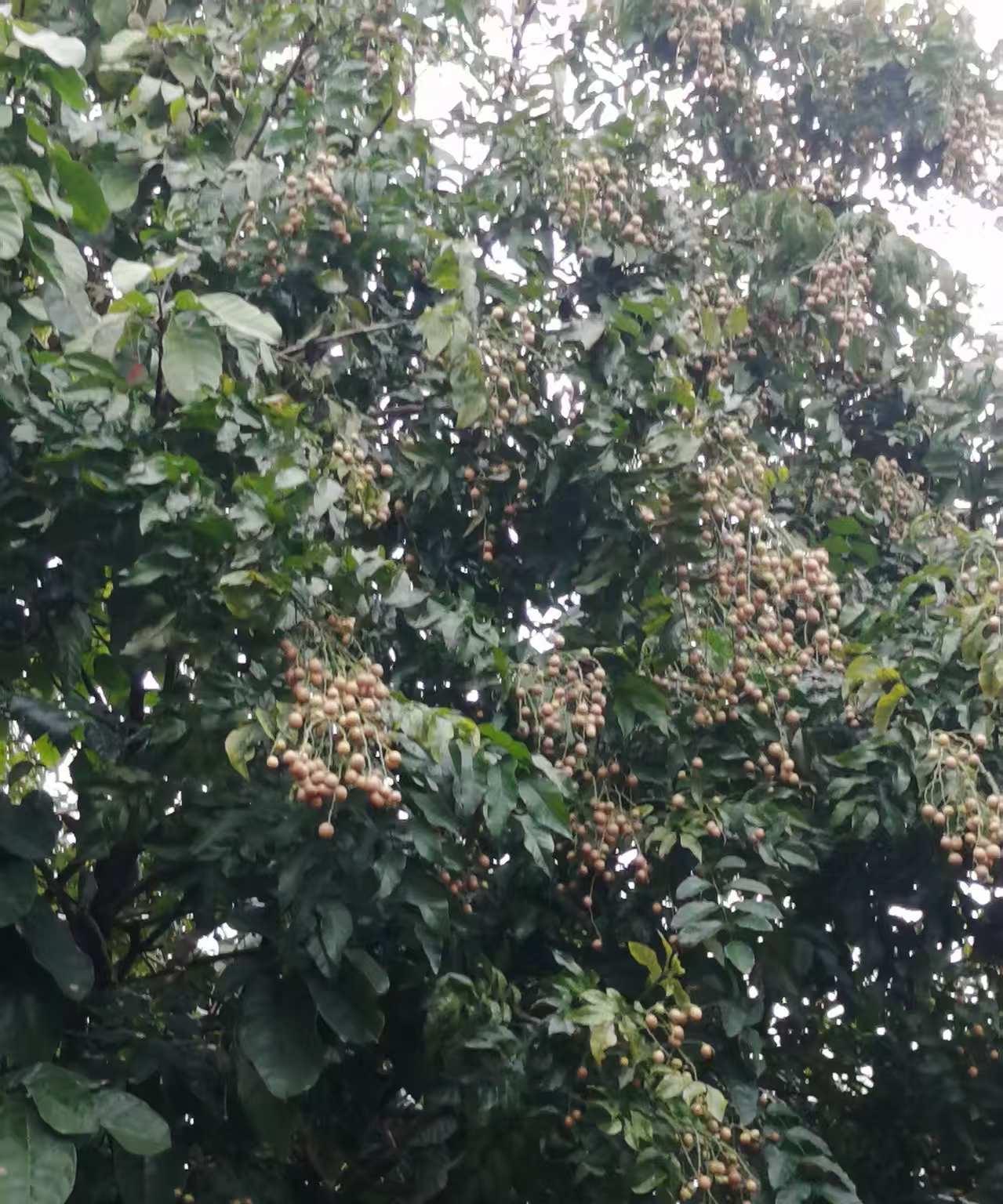 一直以来，感觉南方的水果品种特别多，而且看着好看就感觉能好吃，曾经刷过很多