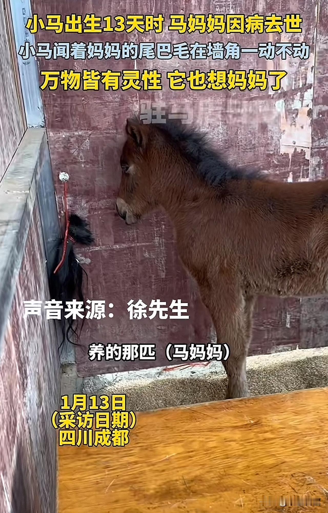 万物皆有灵，这个视频让所有人都感动落泪！四川成都，网友徐先生