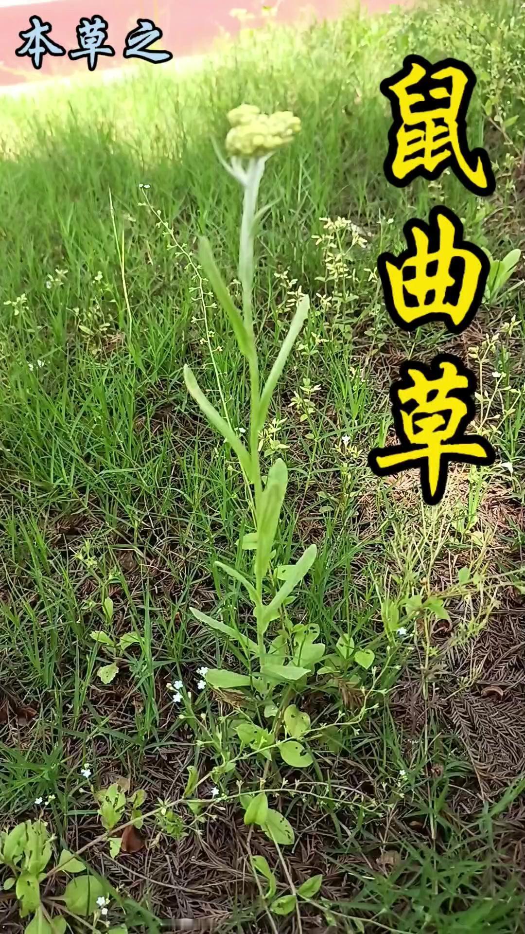 🌿路边不起眼的小草里藏着春天的惊喜！这株叫鼠曲草的小家伙，是乡间田野常见的野生