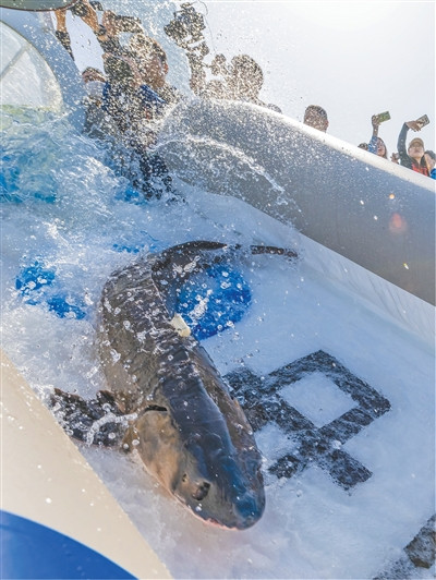 中华鲟洄游之旅：跨越江海的生命奇迹（美丽中国）