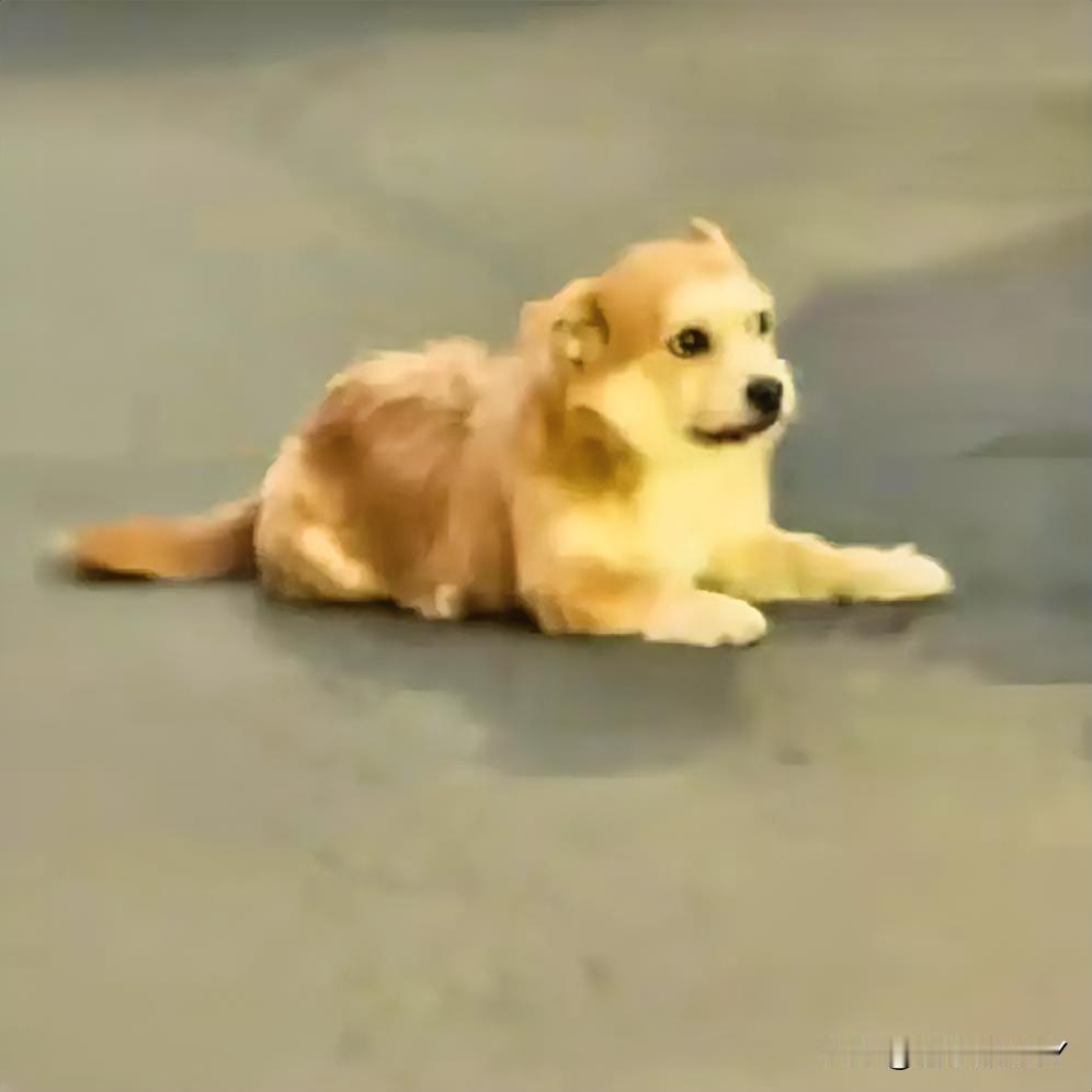 昨日，在甘肃兰州的车水马龙间，一只黄色小狗瘫倒在车流中，无法站立，它几次挣扎着想