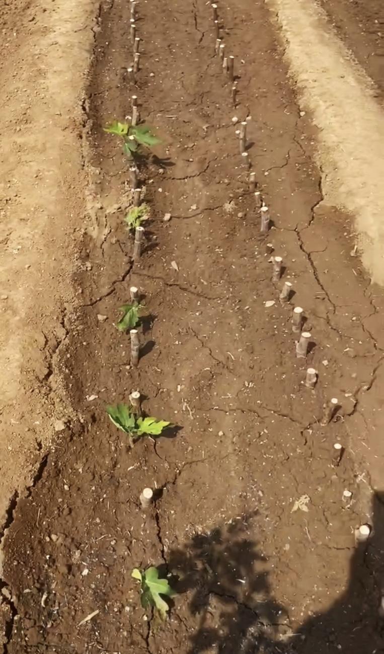 谁能拒绝种植无花果的快乐啊！我一时冲动扦插了500棵无花果苗，从此开启全年无休的