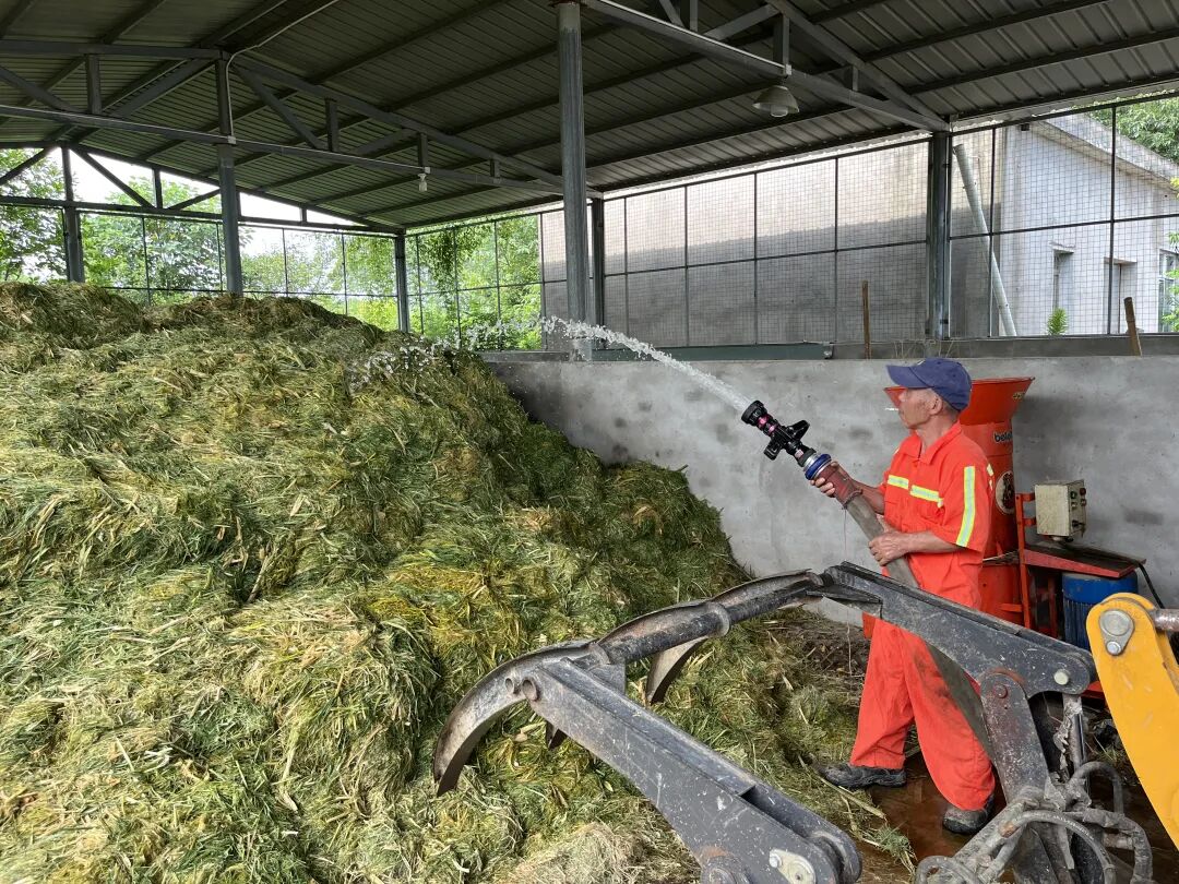 生姜可以无土栽培了? 对!