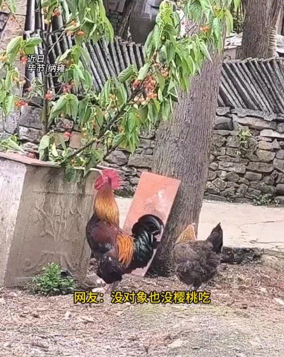 贵州毕节，一小伙在院子无意间拍到，一只公鸡用嘴摘下樱桃投喂给母鸡的暖心一幕。视频