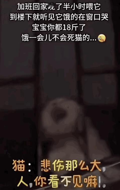 笑不活了！江苏这18斤大胖猫也太戏精了！主人加班晚回家，刚进小区就听见它在窗口“