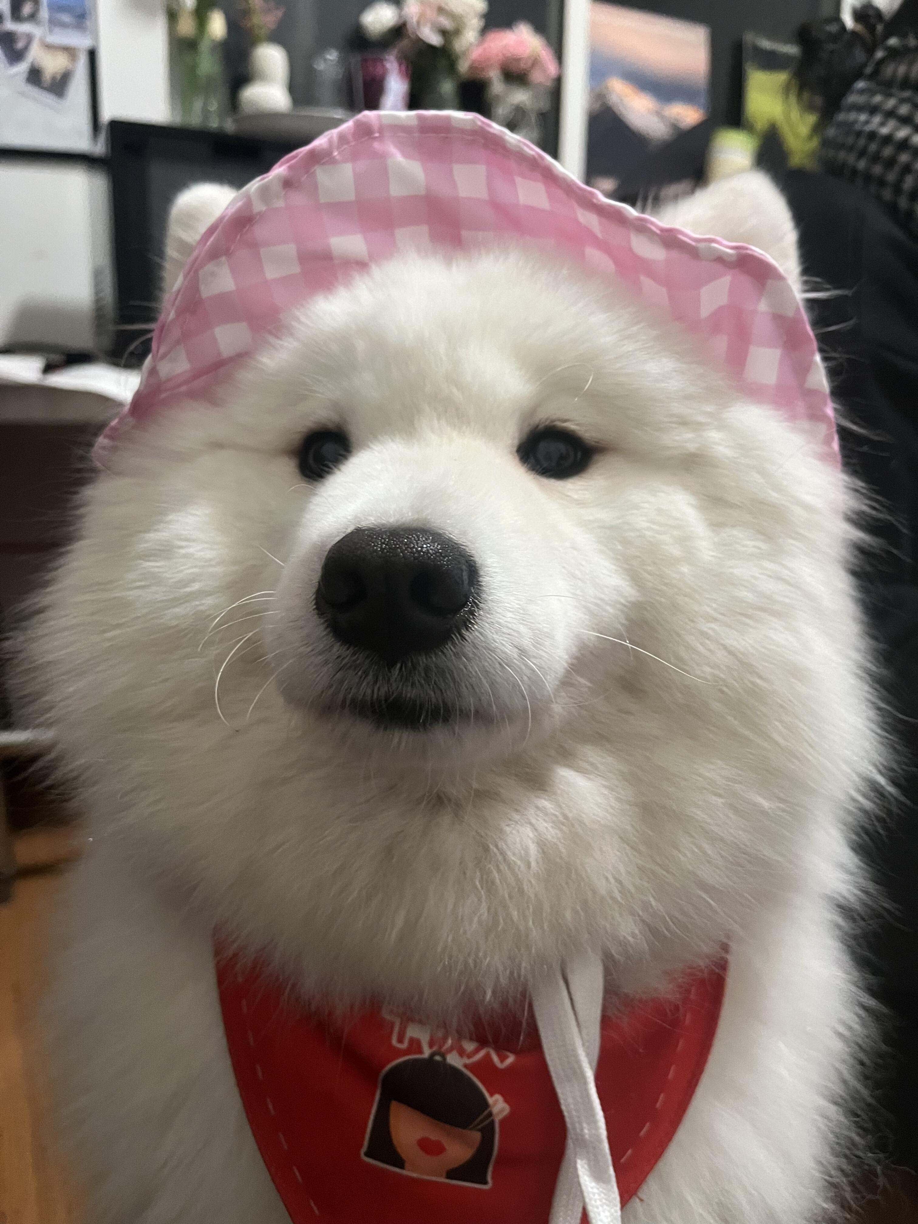 人，你也觉得我很可爱吧