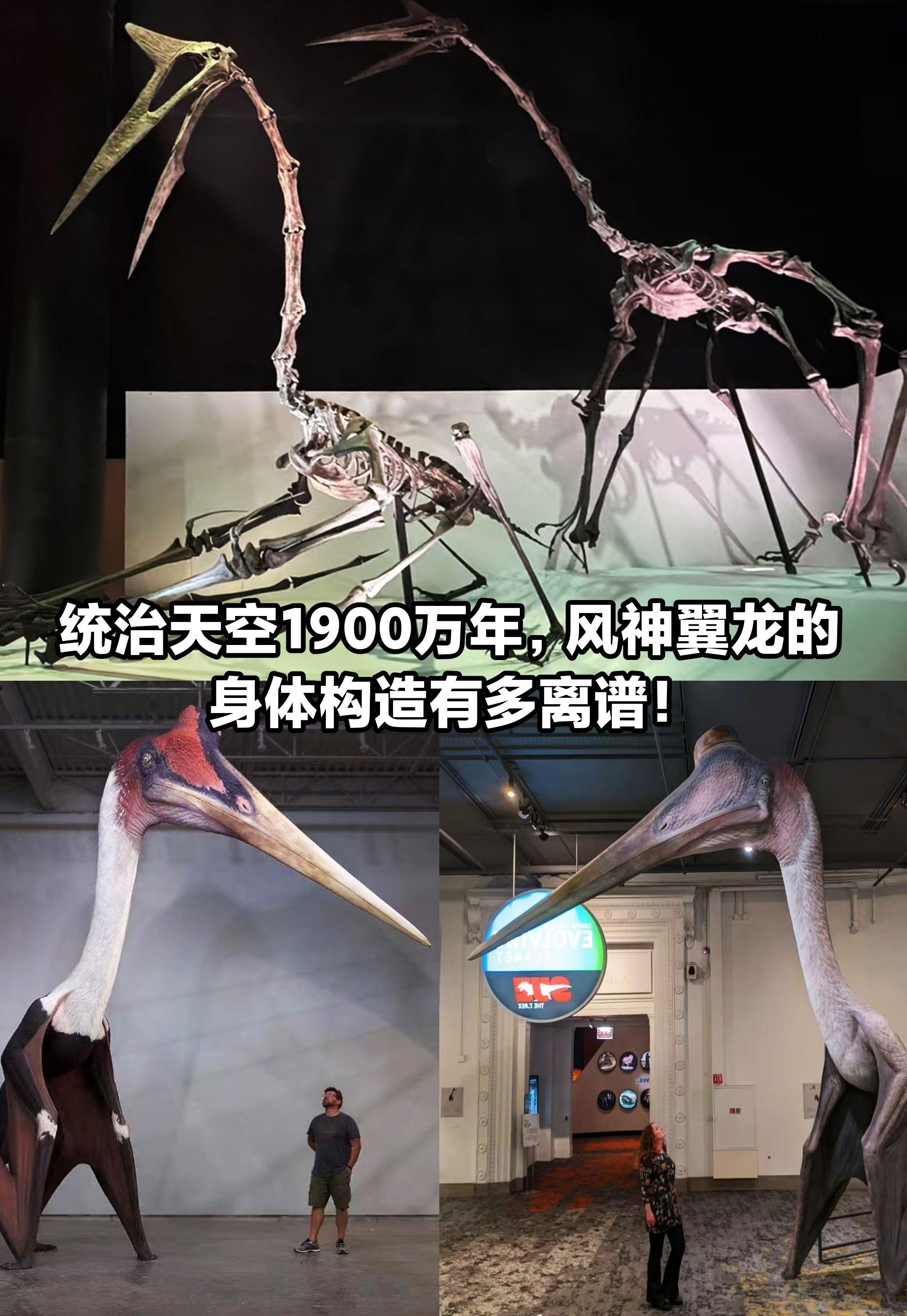 统治天空近两千万年。风神翼龙身体构造多牛。