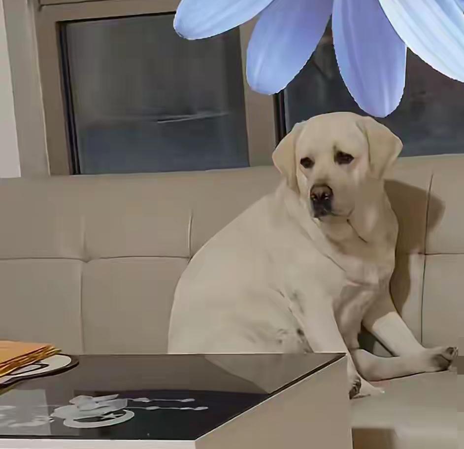 剧本都不敢这么写！山东青岛，高女士8月中旬丢了一只拉布拉多犬，她在青岛周边到处找