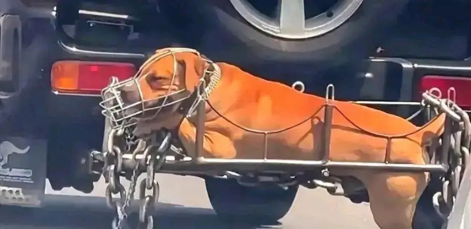 网友：今天回家的路上，看见一辆越野车后好像带着一只狗，这么热的天就直接绑在车后，