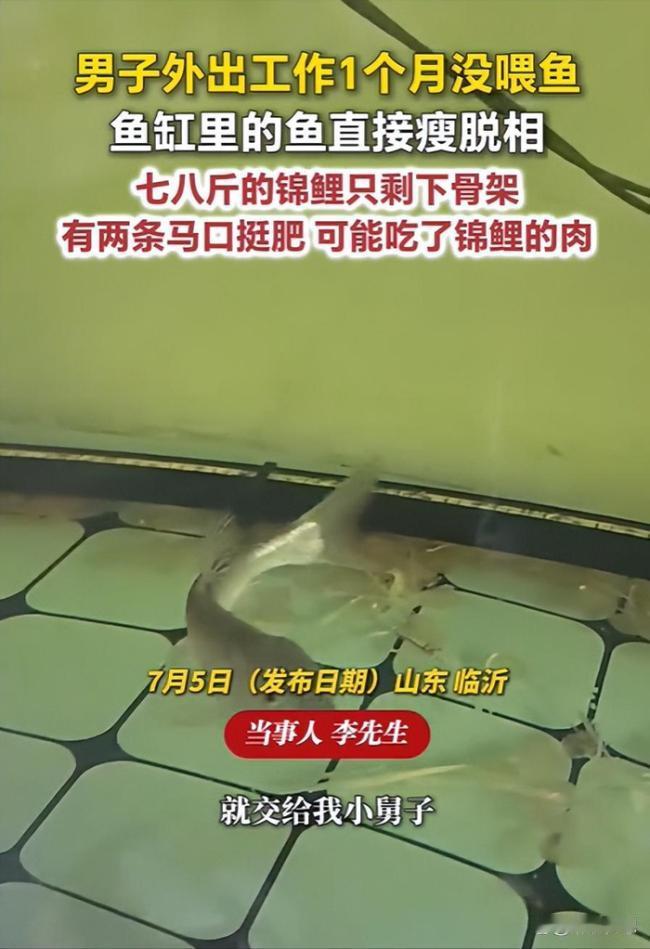 笑不活了！7月5日报道，山东临沂，李先生出差一个月回家后，发现鱼缸里七八斤重的大