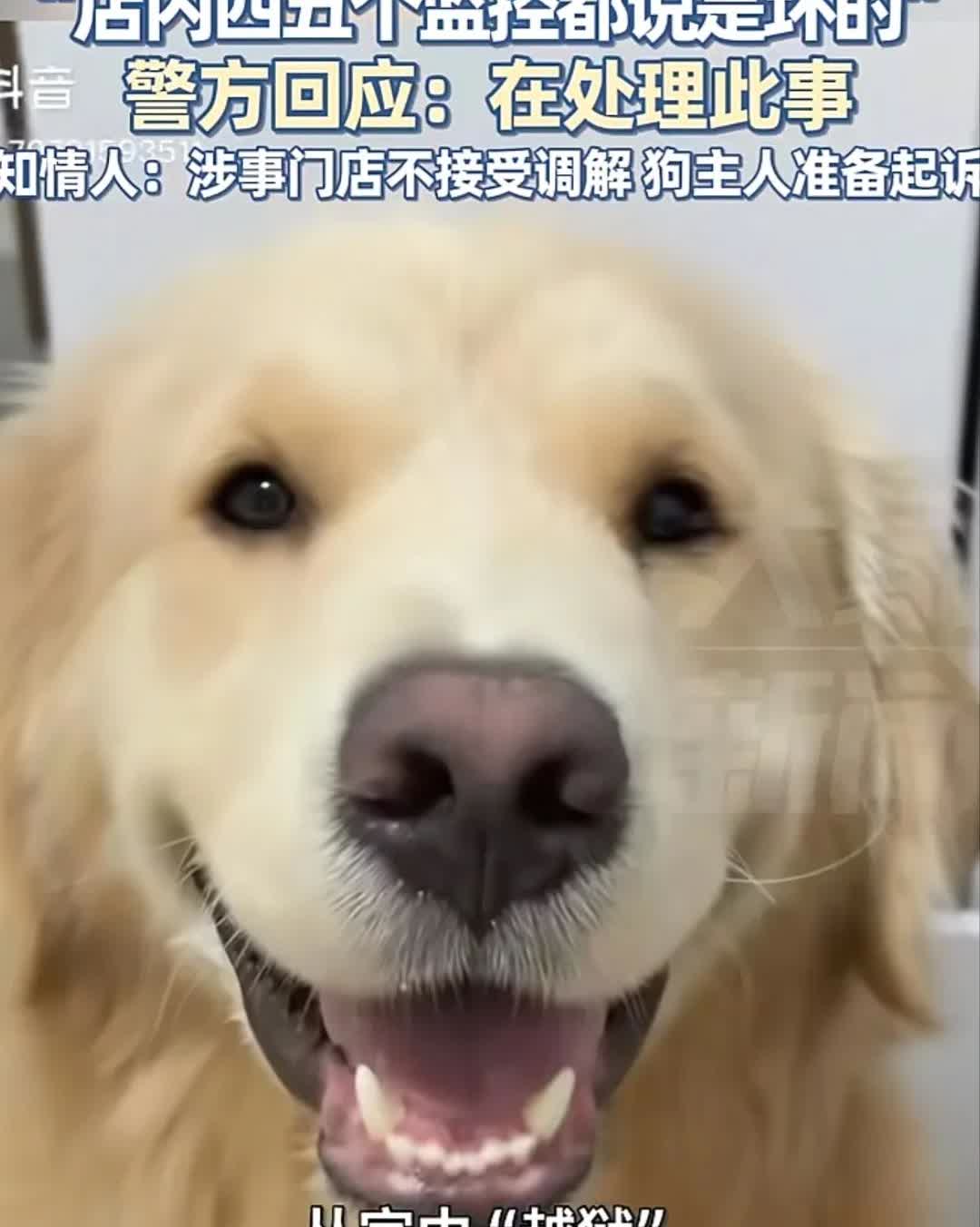 一条金毛从家中越狱跑去一饭店蹭凉，没多久狗被饭店打死，据说打死狗的那家饭店已经倒