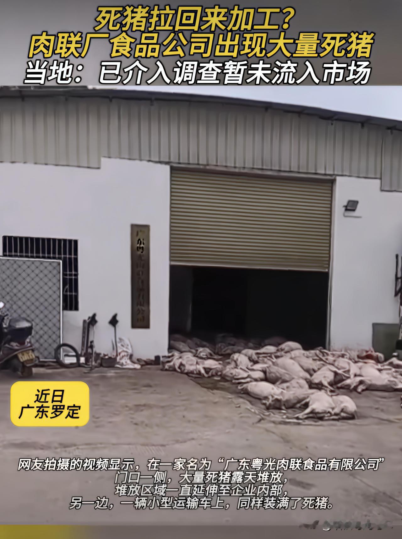 200多头死猪,就这么明晃晃地堆在厂门口,苍蝇满天飞,部分已腐烂,臭味飘出半条街