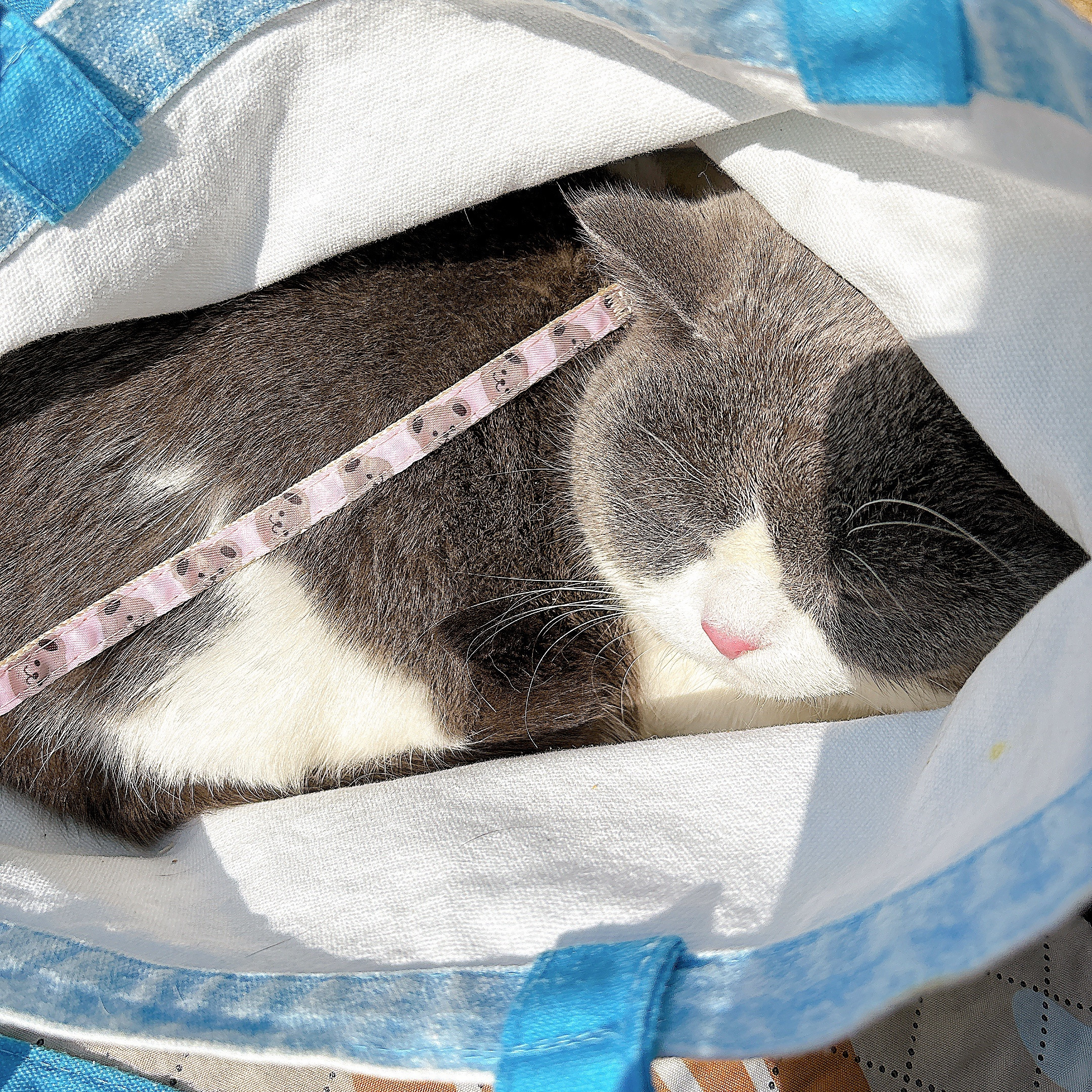 又带小猫咪出来晒太阳了两只都是小怂猫