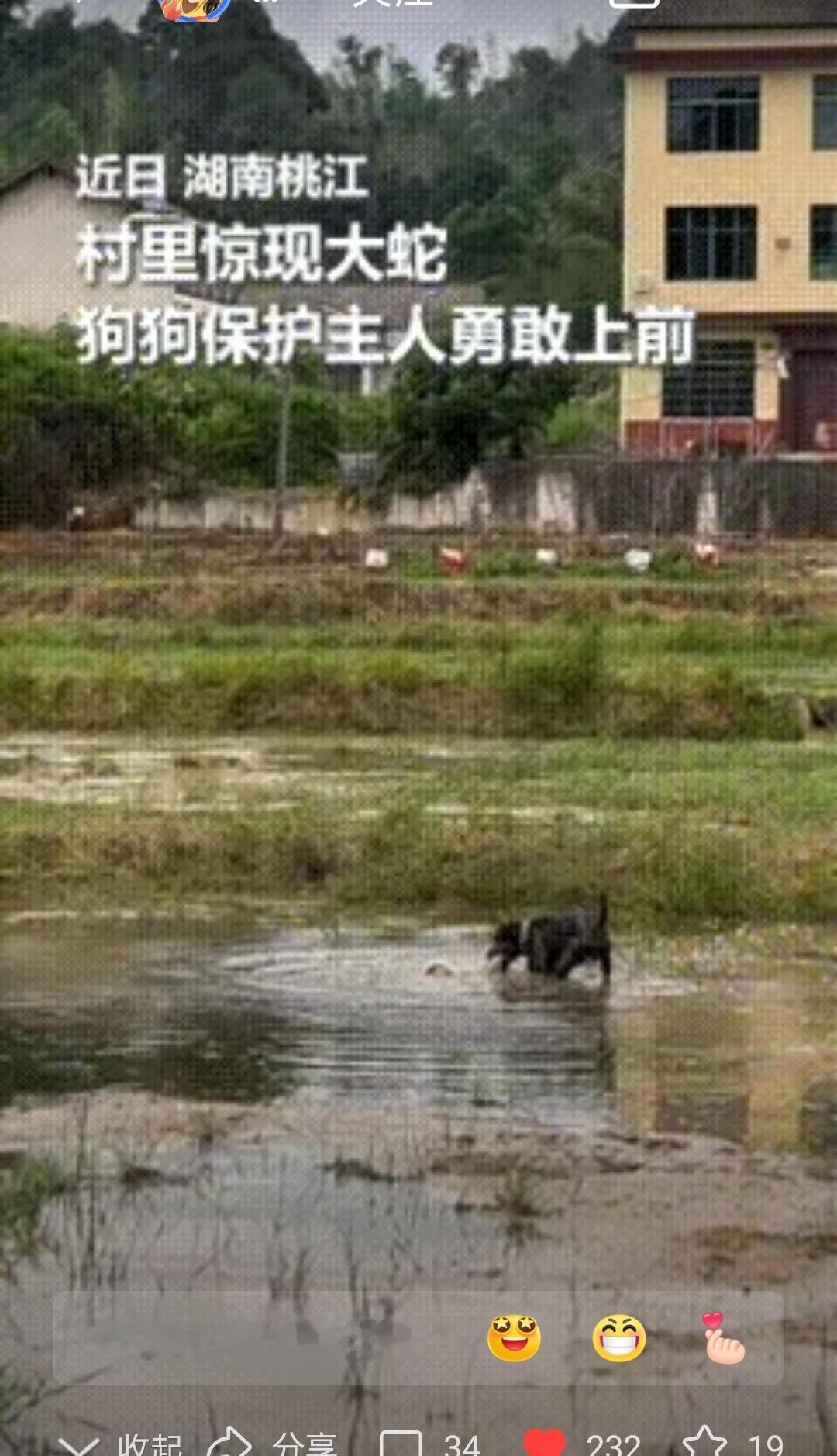 湖南桃江，主人正在水田边干活，一条蛇突然从草丛窜出，眼看就要咬到人。千钧一发之际