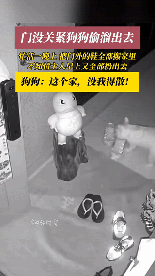 笑不活了！9月7日，浙江，某住户遛完狗回家由于房门没有闭紧，狗子半夜撞开房门，把