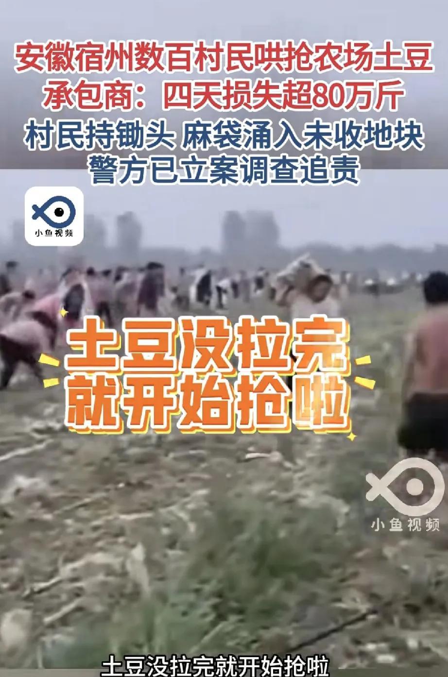 近日，安徽宿州埇桥区解集镇发生一起数百村民哄抢农场土豆事件，引发社会广泛关注。承