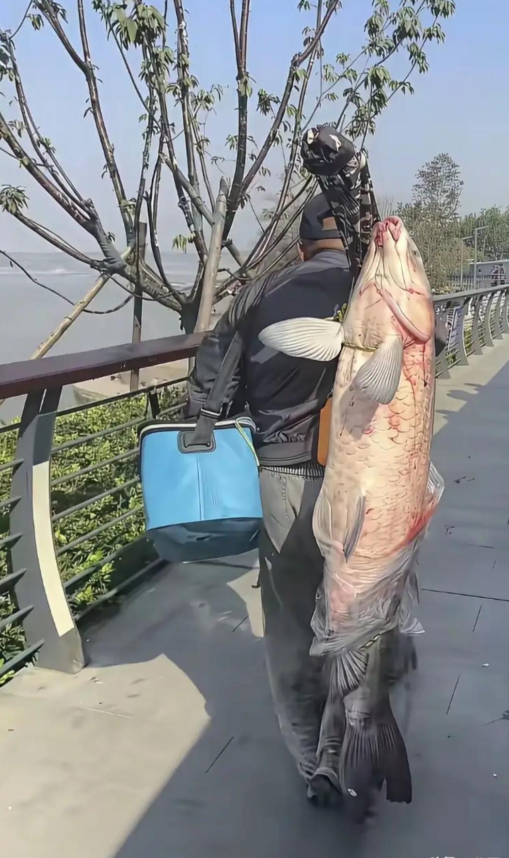 钓到大鱼你会选择放生吗？不同场景下，“放不放”藏着对自然的敬畏钓到大鱼后“放