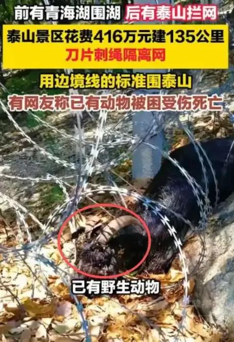 泰山的刀片网已经开始拆除了，速度很快，但是又暴露出了别的问题。这件事情要从6