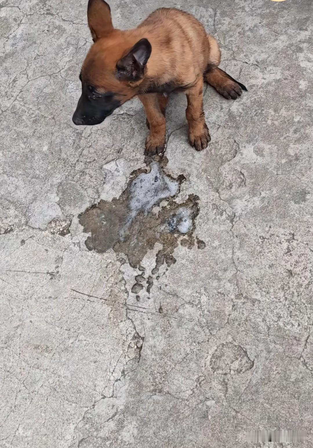 我那可怜的小马犬最终还是没能救回来，连一口水都喂不进去，它临死前的痛苦模样，让我