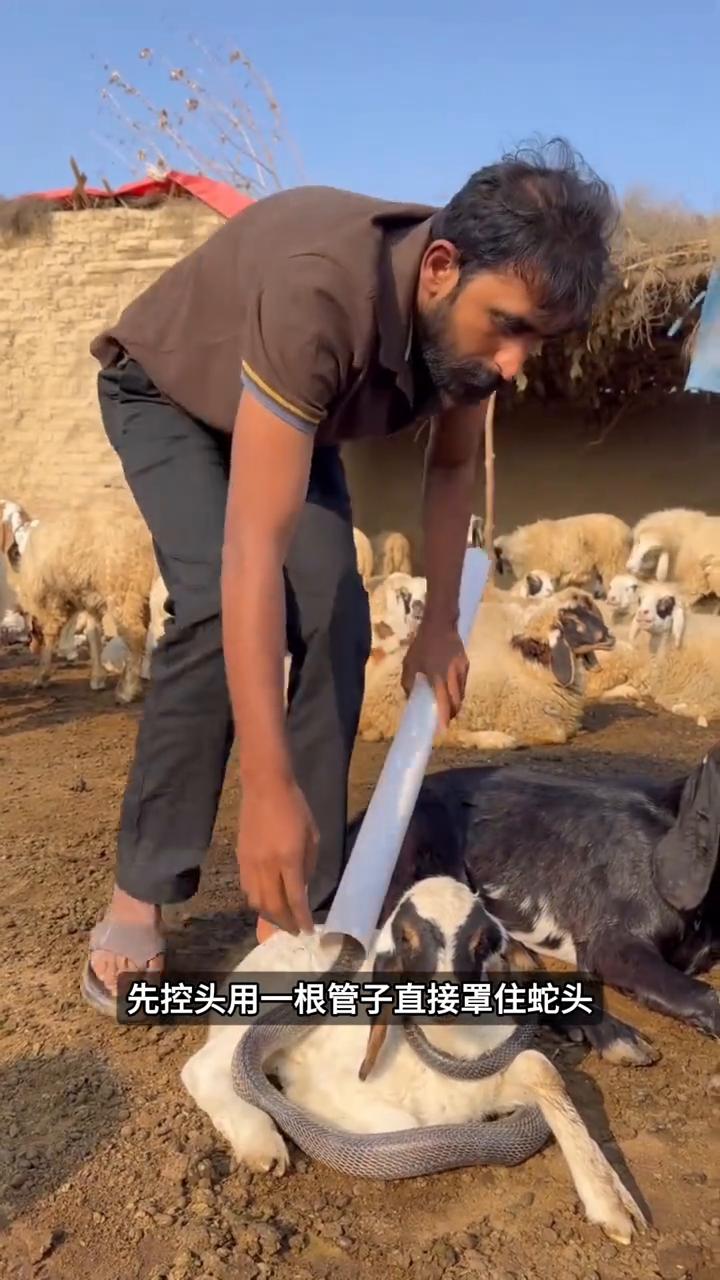 怪蛇屡缠不放。注意看，大哥发现自家的羊被蛇缠住脖子动弹不得，他没硬拽。先控头，
