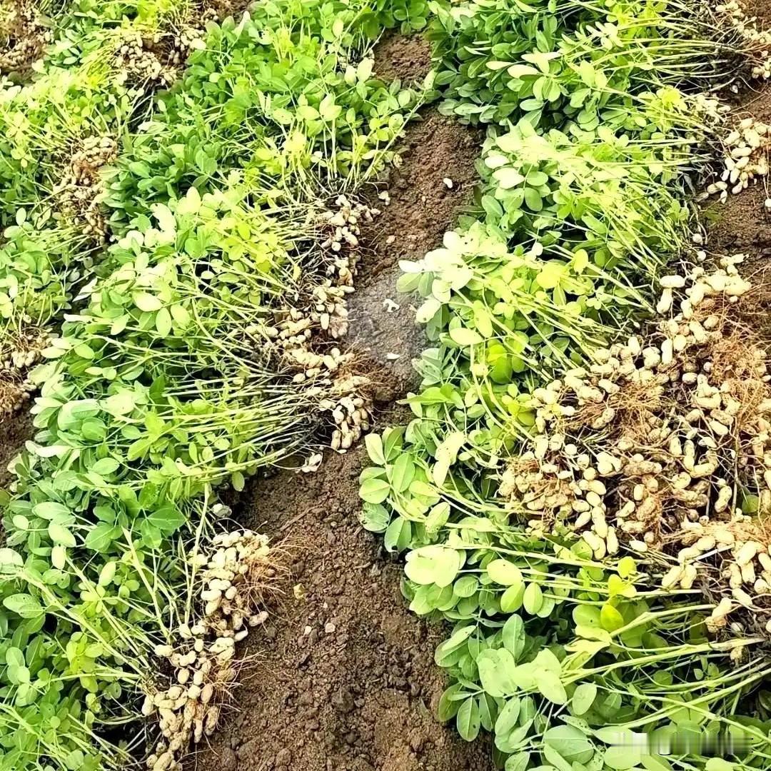 花生苗期怎么做？记住4要，壮苗少病亩产高同样是种花生，为啥别人家的