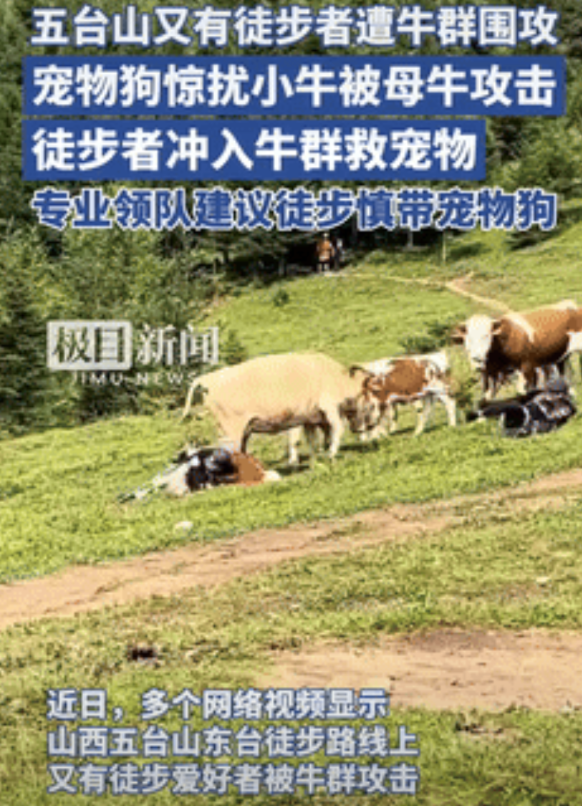 还是不长记性！山西，一游客带宠物狗去五台山玩，不料，因没牵绳的小狗吓到了小牛，遭