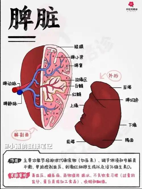 门静脉高压,都要切脾治疗吗?门静脉高压,都要切脾治疗吗老铁们，今天咱们聊个沉