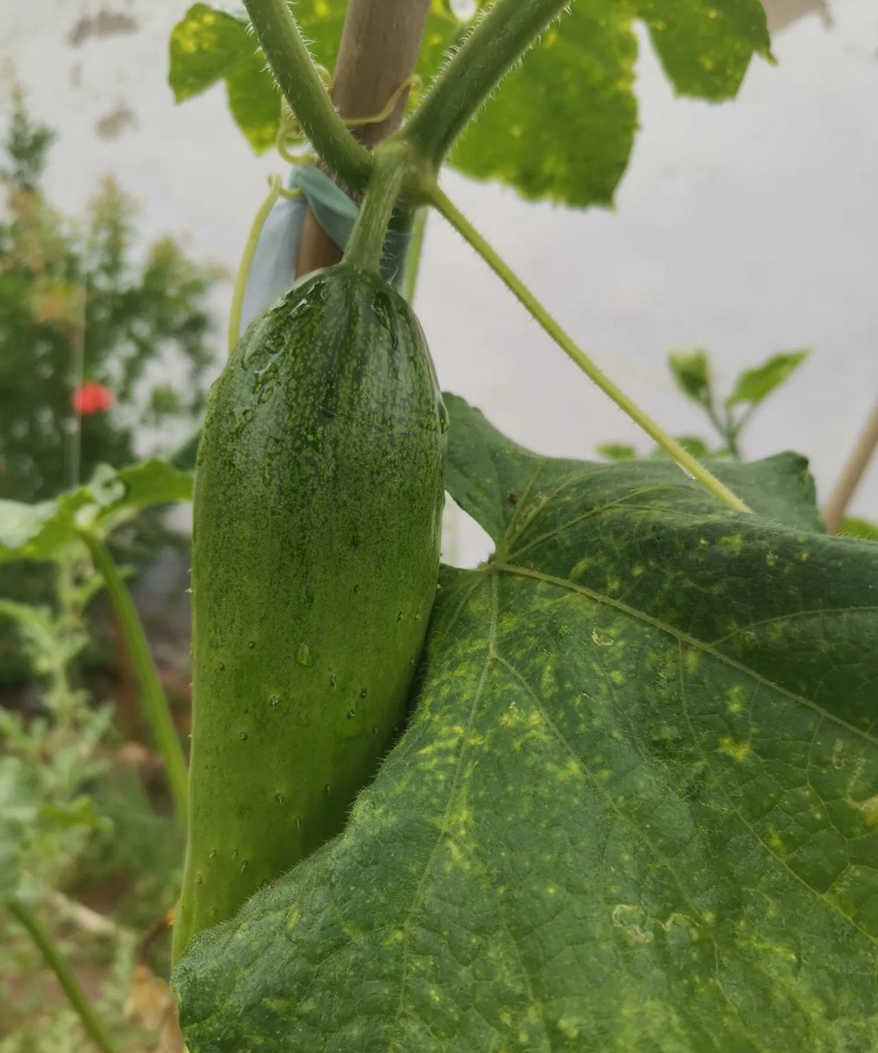 这种黄瓜不容易做果。短粗，颜色浅绿的那种秋黄瓜总是开花没几天就化了。今年种了