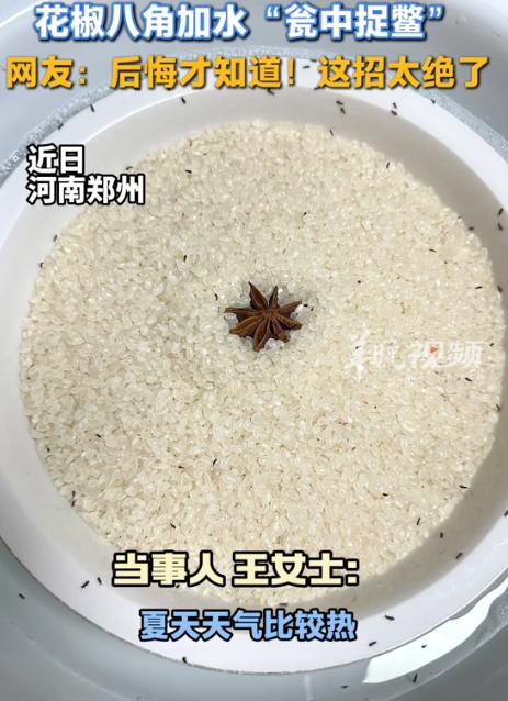 “人怎么会这么聪明！”河南郑州，女子发现天气炎热，家里的米缸里出现了好多小虫子，