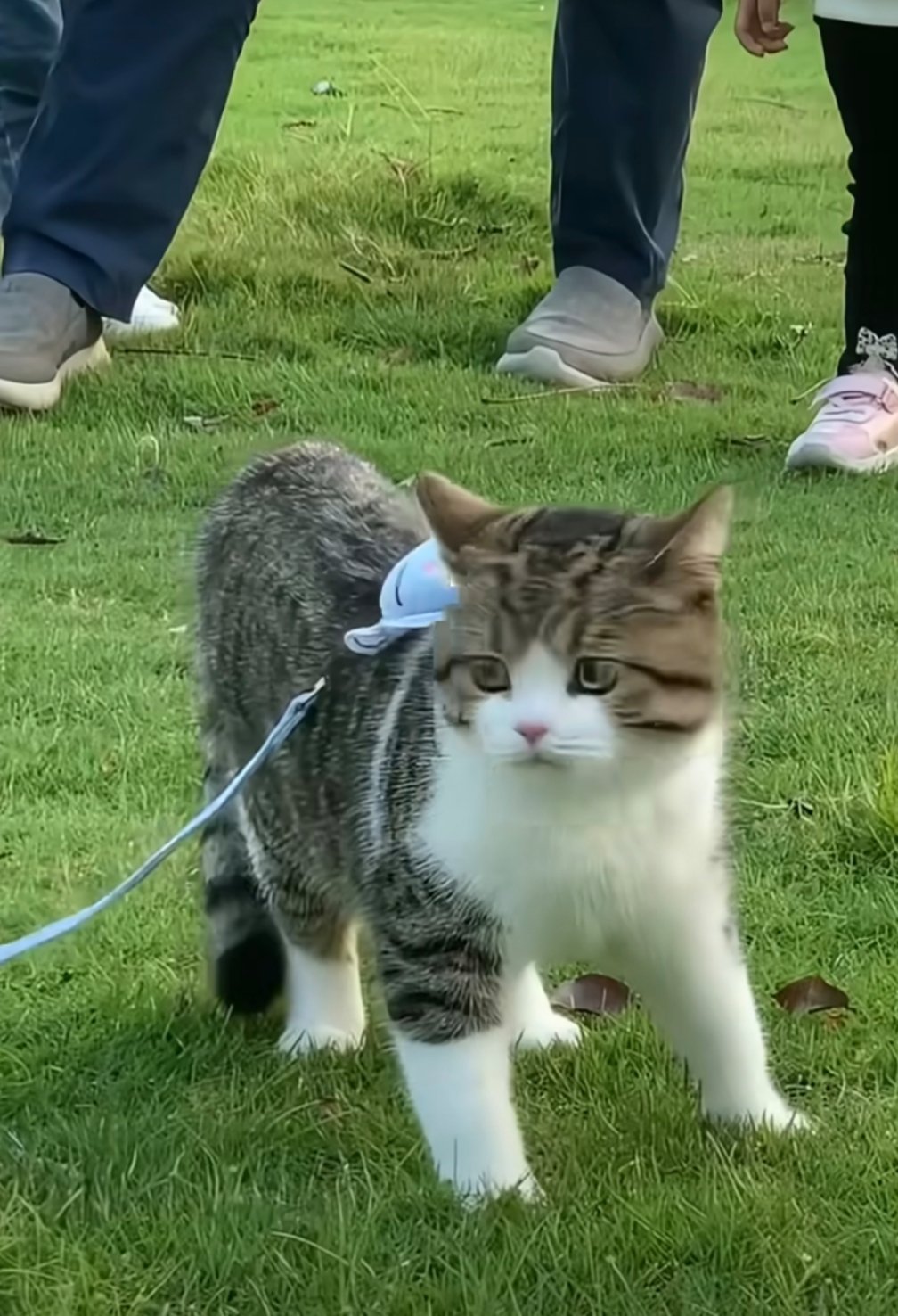 长相标标准准的小猫脸好对称啊​​​