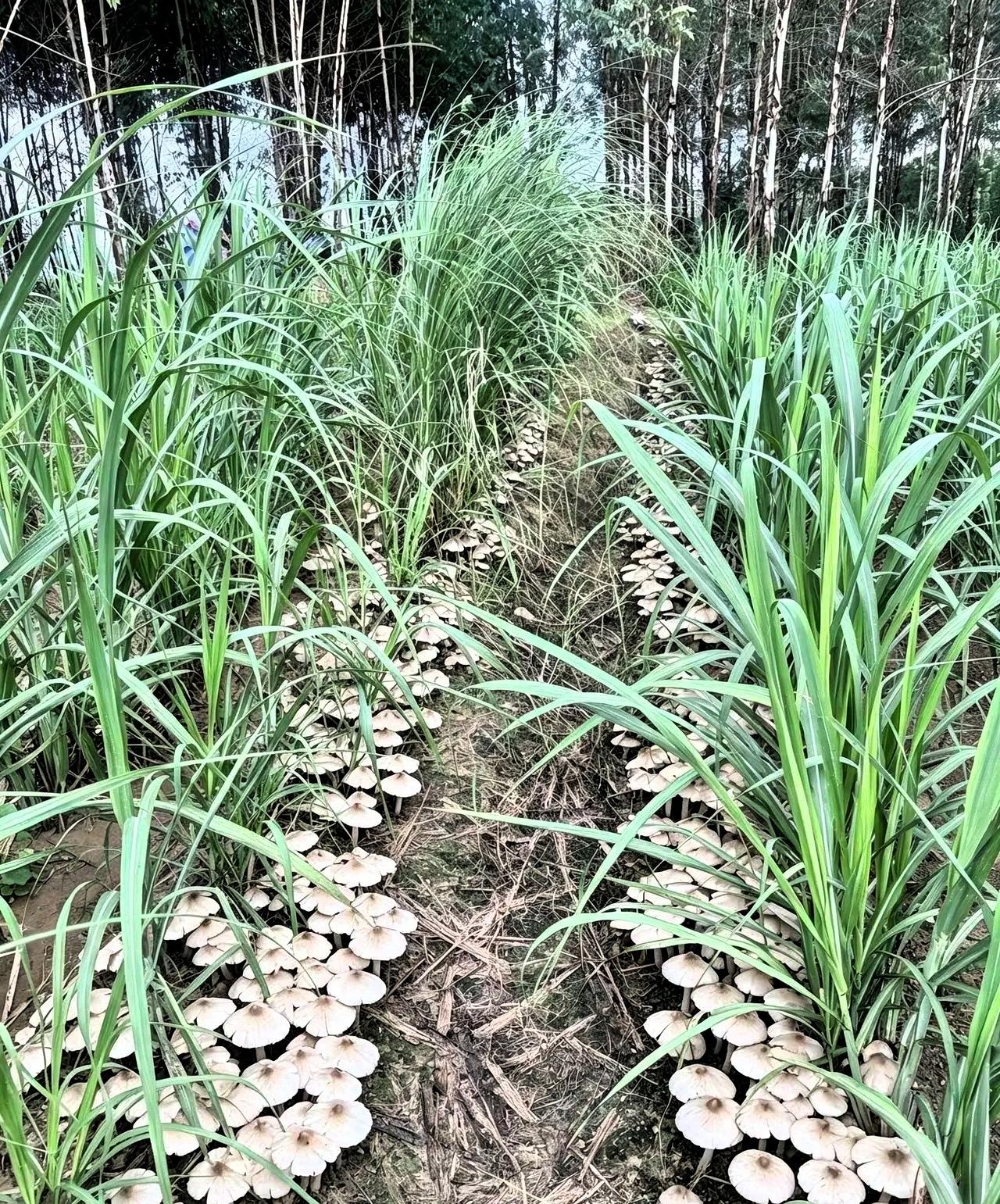 近日，广西贵港，一位村民去自家甘蔗地清理杂草时，没成想，居然在田垄间发现了一片密