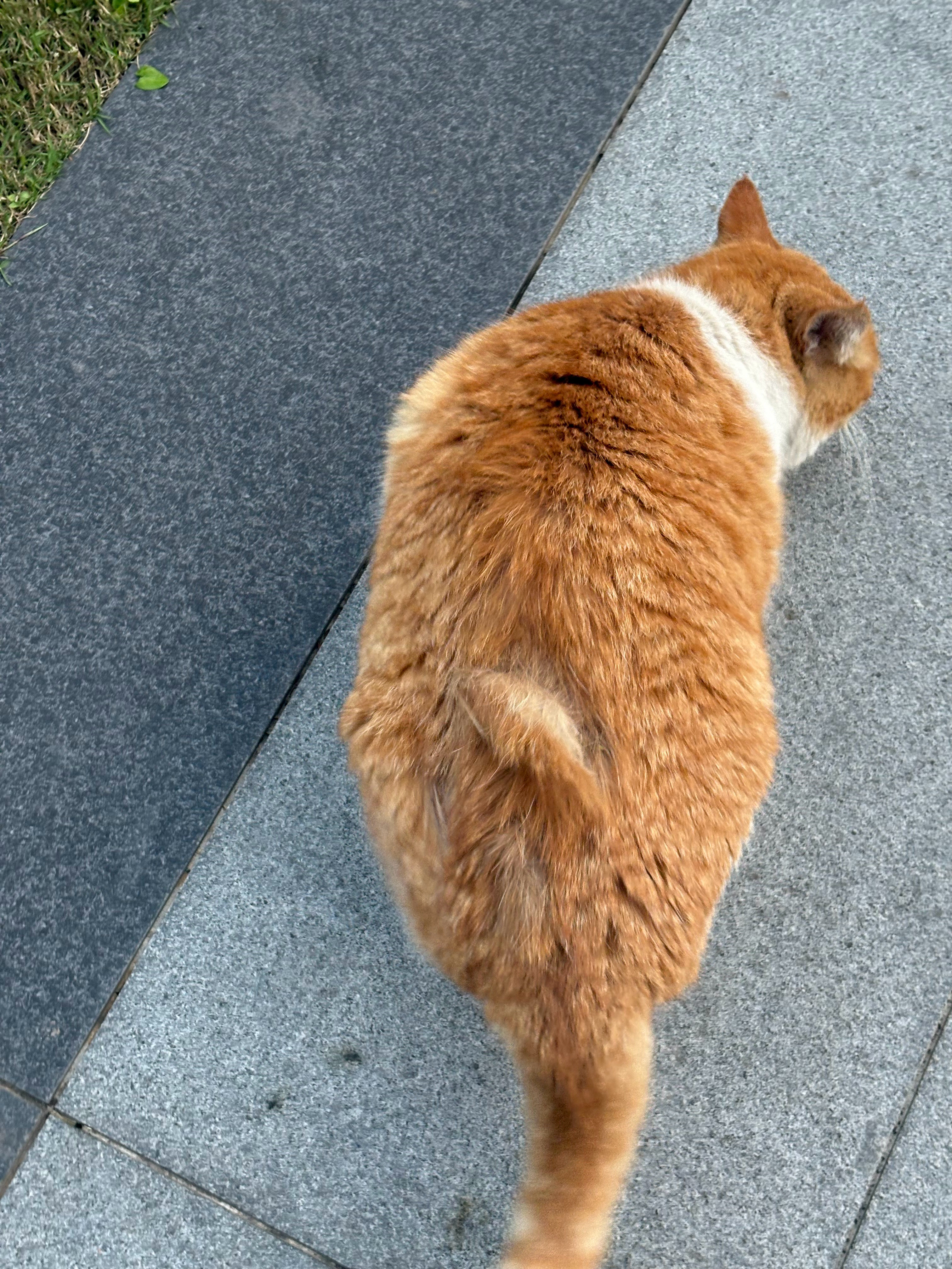 膘肥体壮短短野生喵