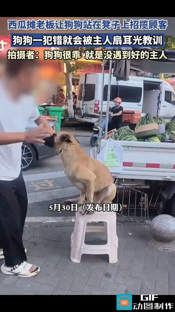 西瓜摊老板让狗狗坐在高脚凳上招揽顾客，嘴里还要衔着一个箩筐。因高脚凳椅脚窄，凳