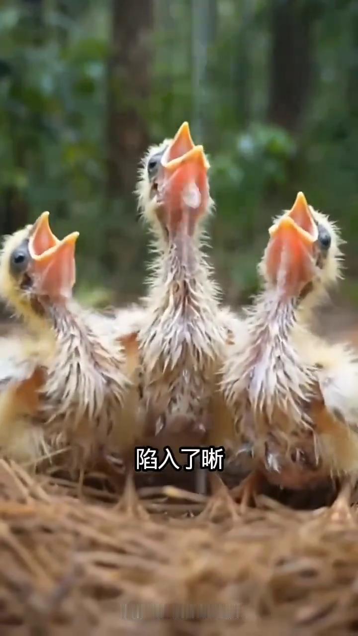 快看，珍珠鸡妈妈守护着它的孩子。这个时候，一只白狐狸悄悄靠近鸡窝，一口叼走了鸡妈