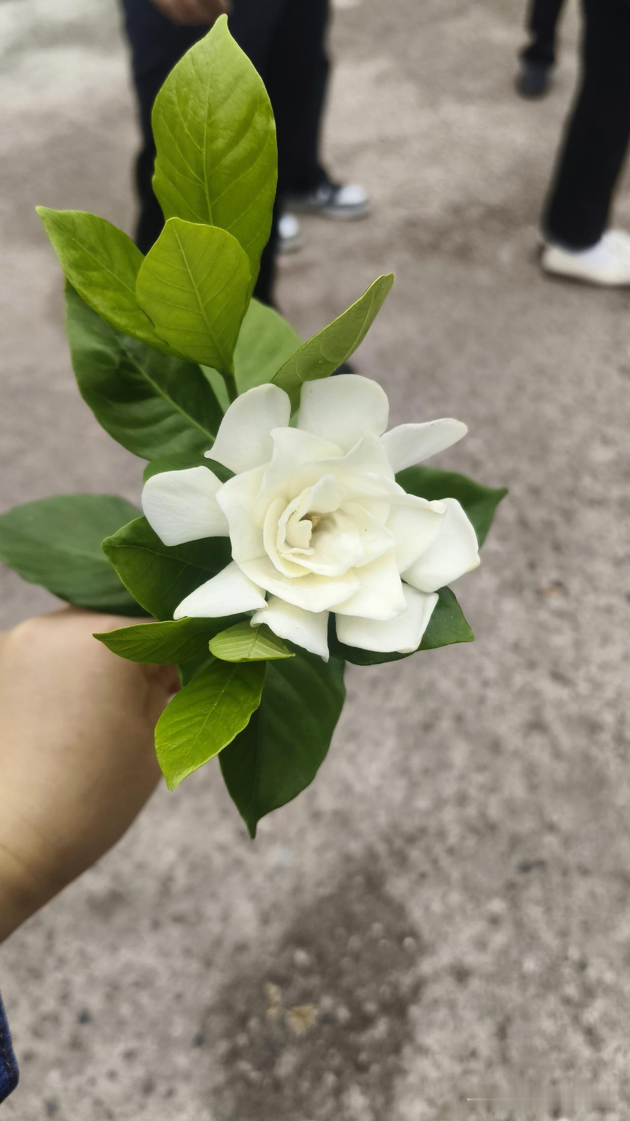 全球气候变暖了，万万没想到，桅子花也能在9月底开花了！这朵栀子花，是前几天