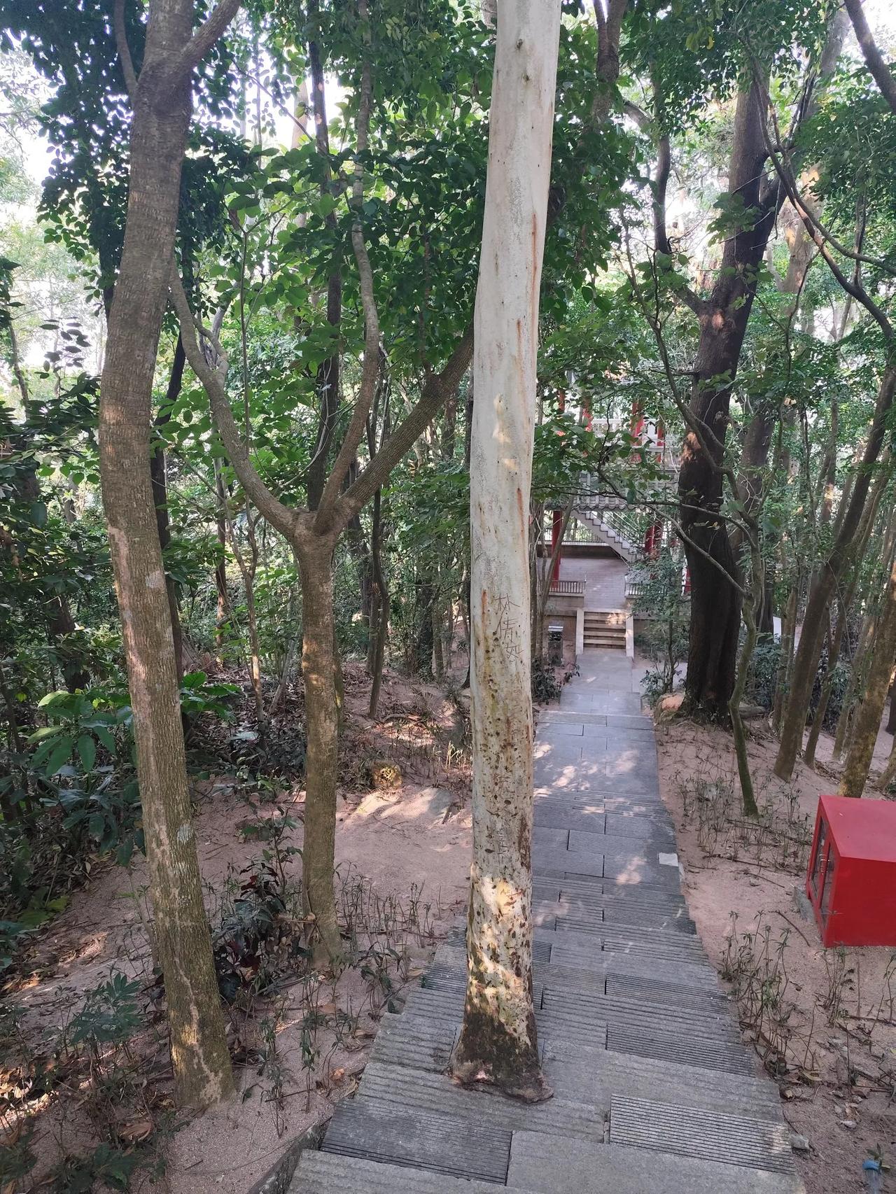 楼梯这样修，这棵树还能活吗？明显这棵树已经枯了。那现在为什么不砍掉？当初为什么不