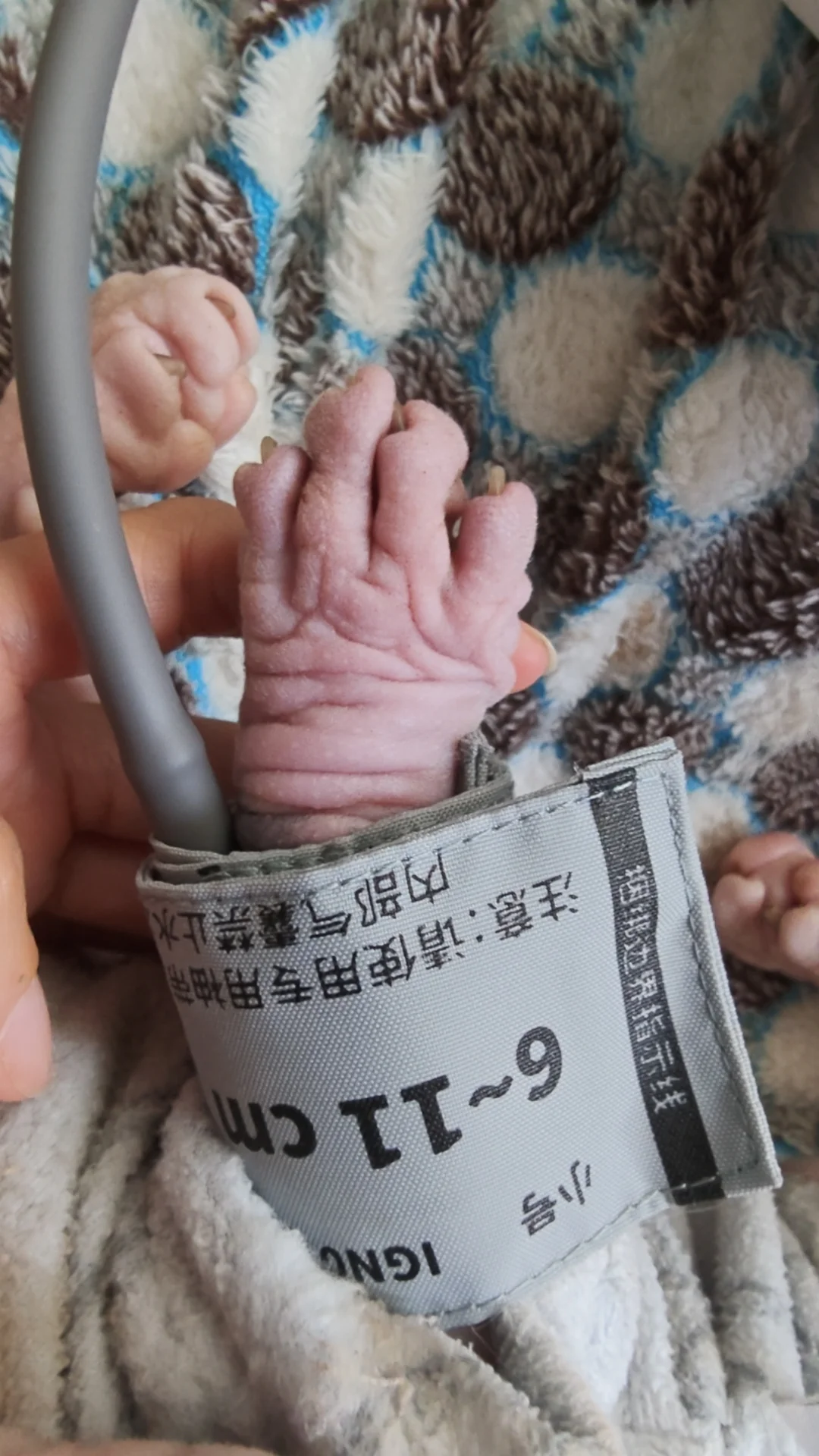 可爱的小猪蹄和猪尾巴