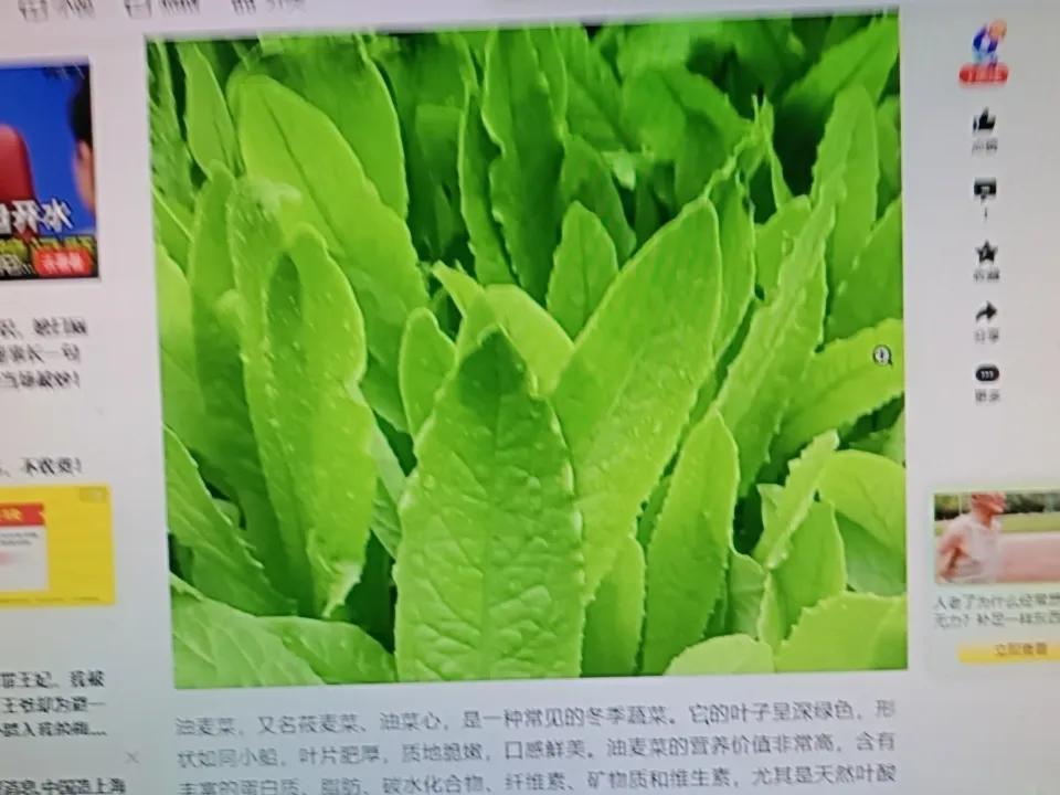 冬天吃菠菜可是补充天然叶酸的绝佳选择，特别适合中老年人。菠菜里的叶酸能参与人体新