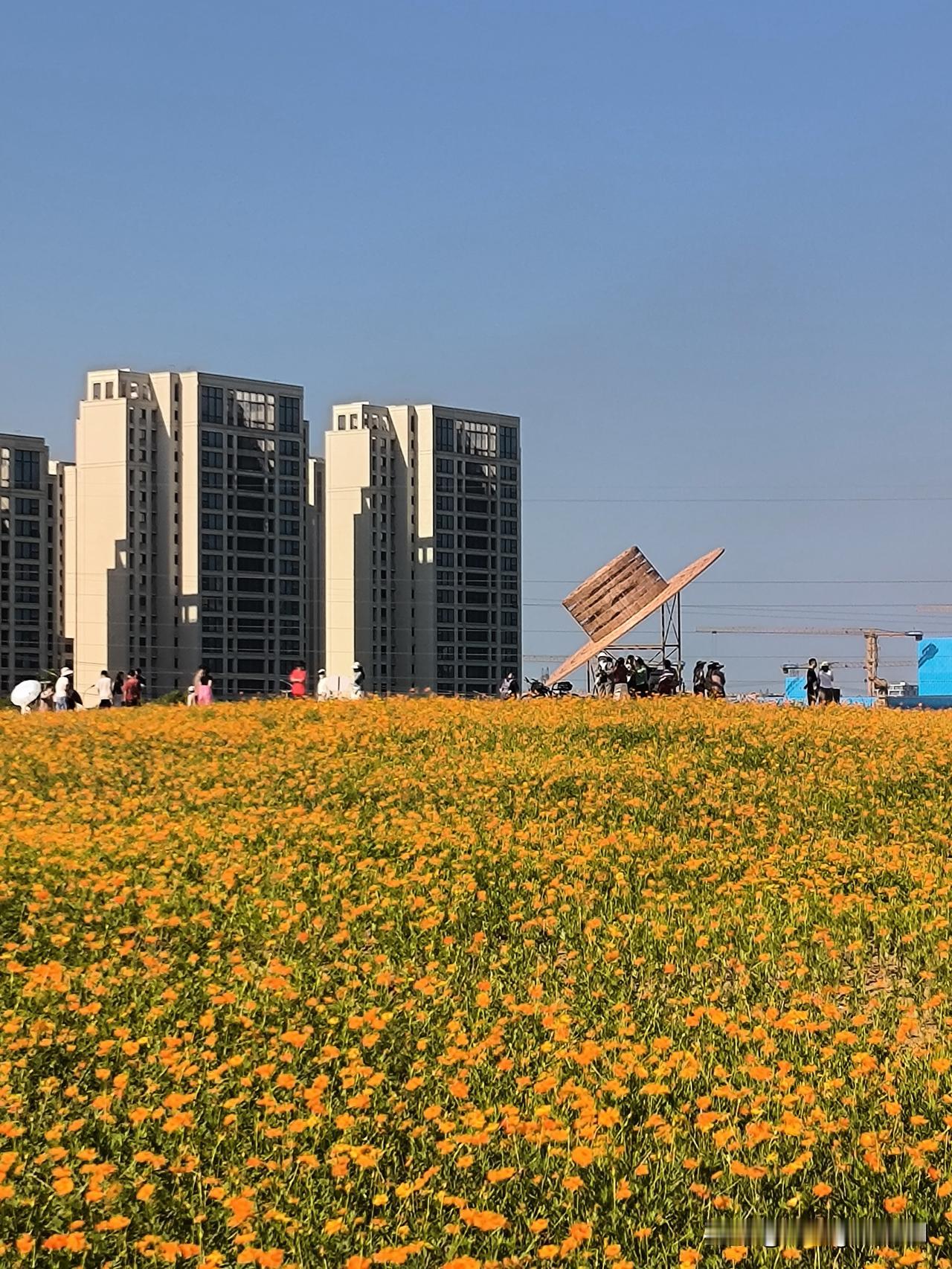 合肥高新区北雁湖南侧的农业景观公园里，连片花海正热烈盛放，如云似霞的花簇引得不少