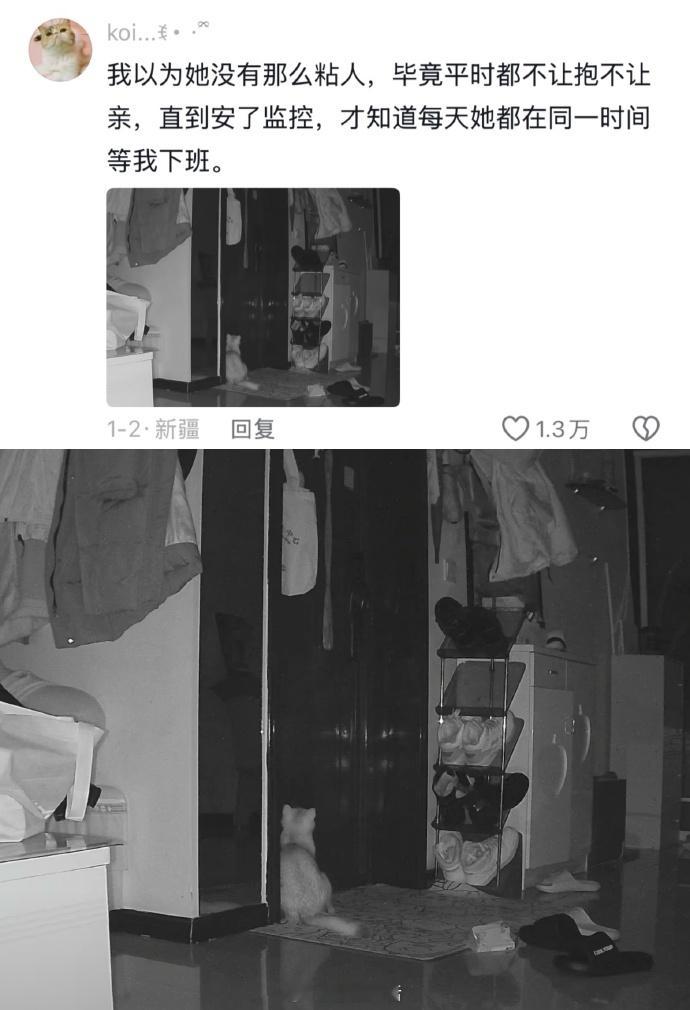 猫猫不知道什么是过年，只知道妈妈又要很久不在家了。