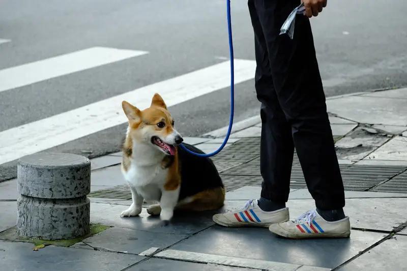 路上偶遇“人模狗样”的遛狗不牵绳，我想说……刚下楼遛弯，又碰见一位打扮精致、