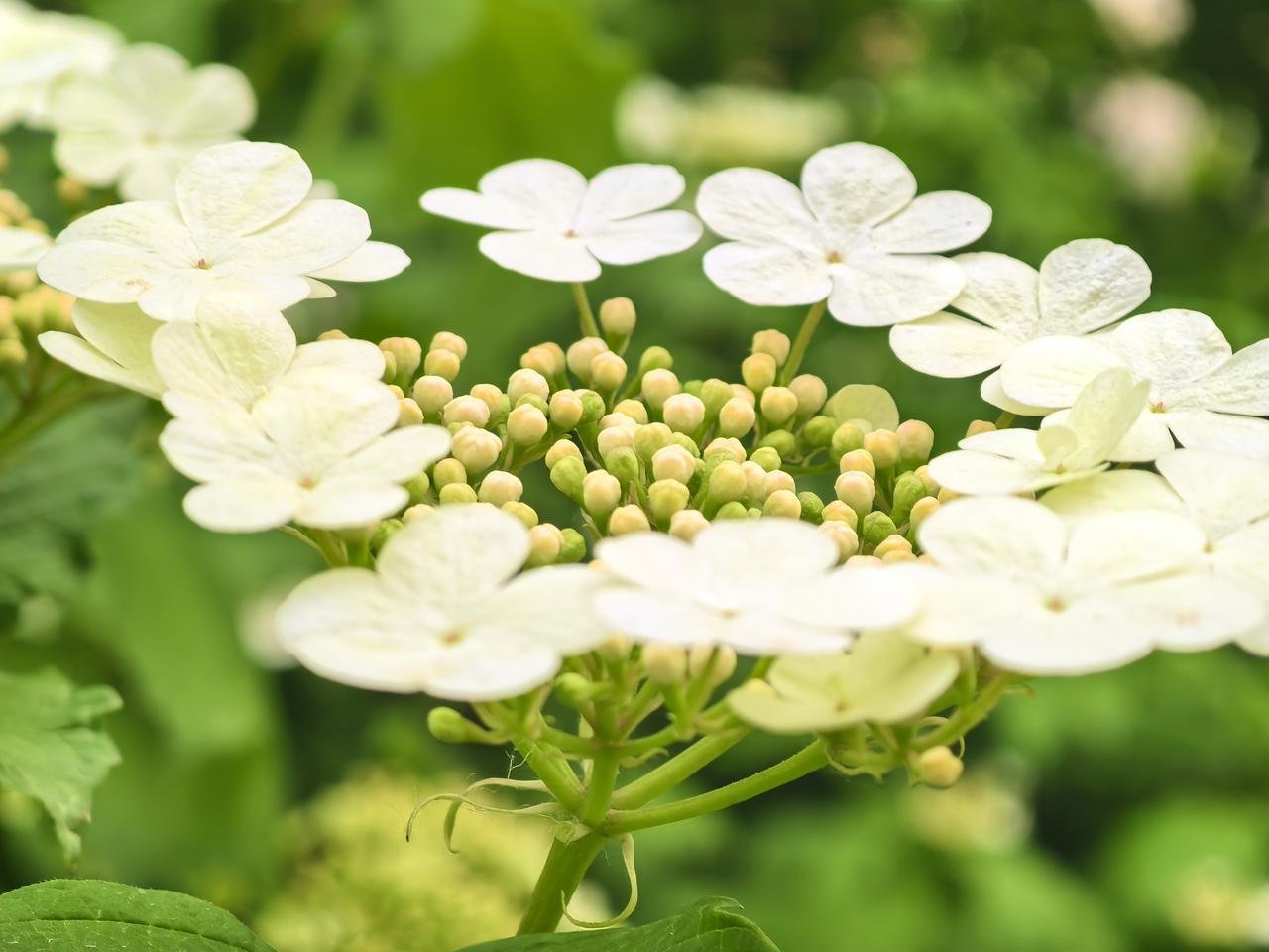 谁有手机拍摄的花花发上来发一张图片看看你们的人间仙境